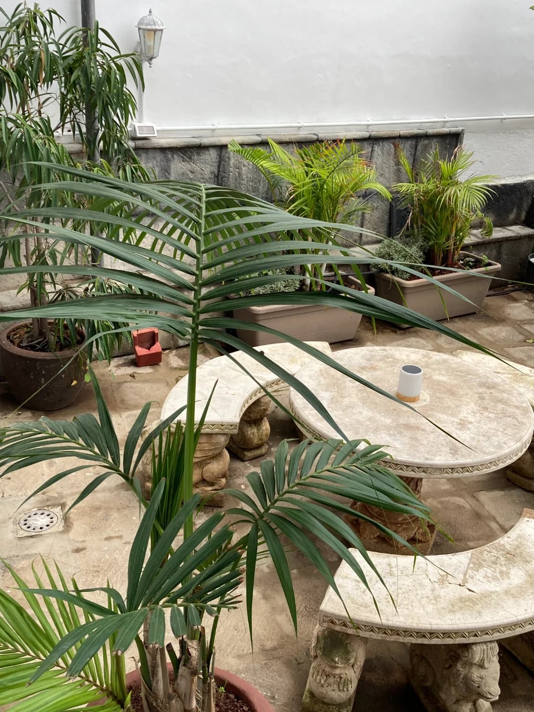 CITY-COLIVING AUF TENERIFFA photo